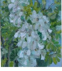 Blooming acacia